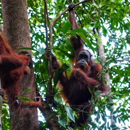 Sumatra Orangutan Discovery Villa Bukit Lawang Zewnętrze zdjęcie