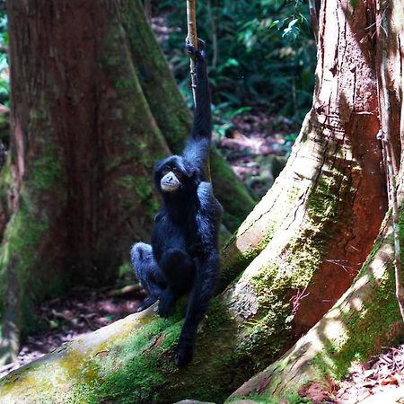 Sumatra Orangutan Discovery Villa Bukit Lawang Zewnętrze zdjęcie