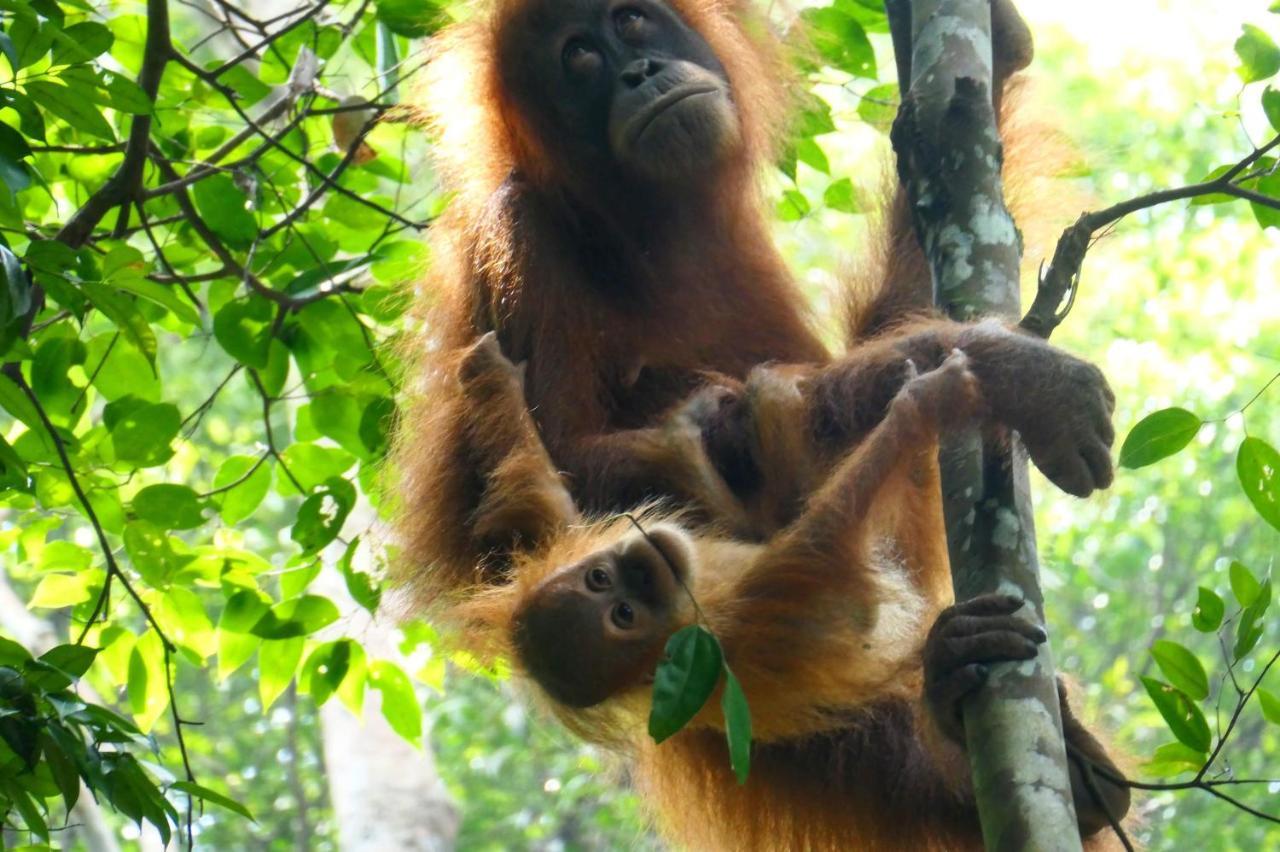 Sumatra Orangutan Discovery Villa Bukit Lawang Zewnętrze zdjęcie