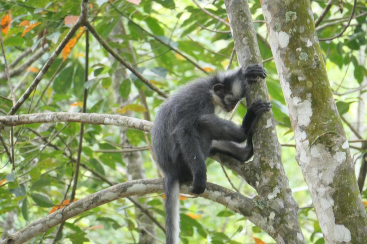 Sumatra Orangutan Discovery Villa Bukit Lawang Zewnętrze zdjęcie