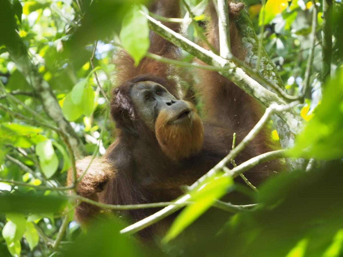 Sumatra Orangutan Discovery Villa Bukit Lawang Zewnętrze zdjęcie