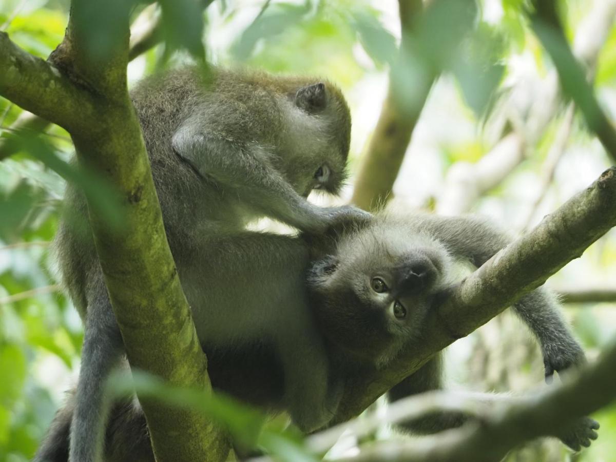 Sumatra Orangutan Discovery Villa Bukit Lawang Zewnętrze zdjęcie