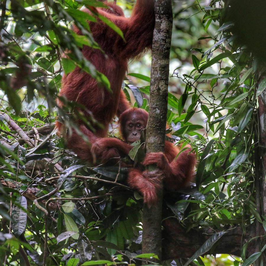 Sumatra Orangutan Discovery Villa Bukit Lawang Zewnętrze zdjęcie