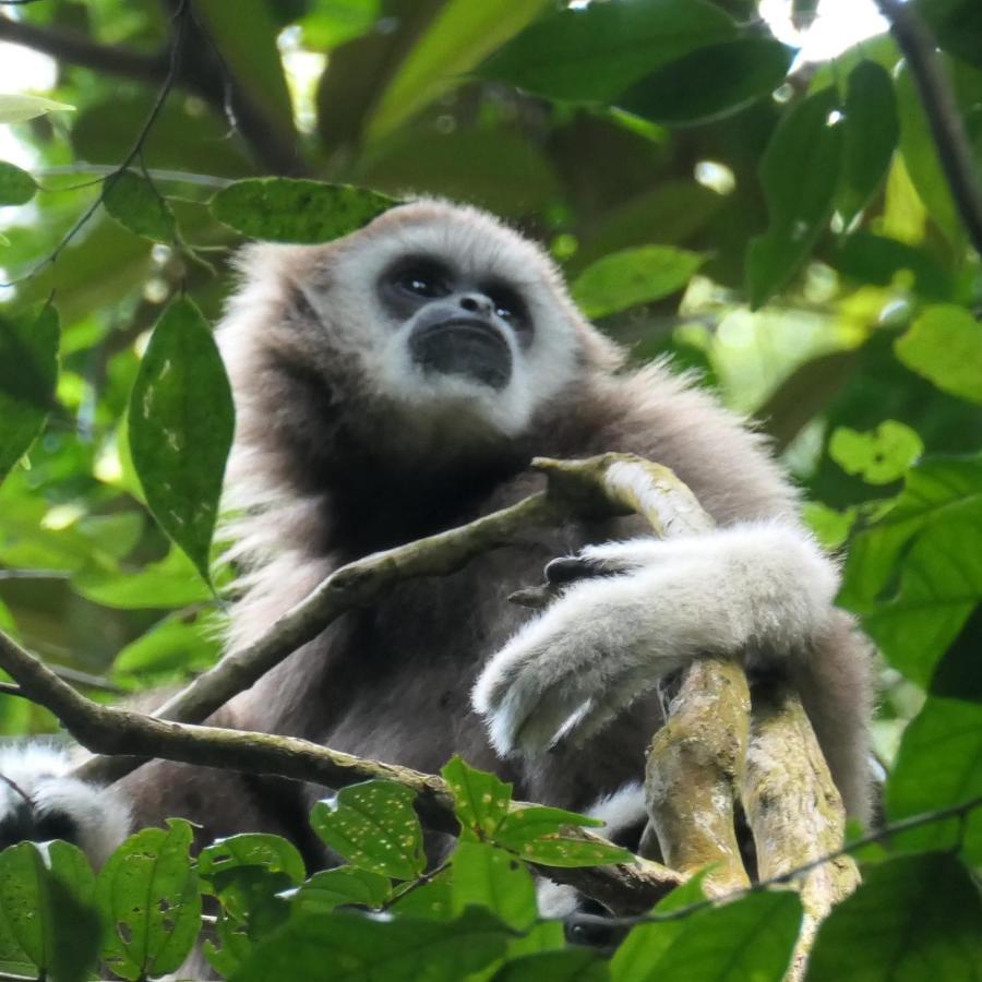 Sumatra Orangutan Discovery Villa Bukit Lawang Zewnętrze zdjęcie