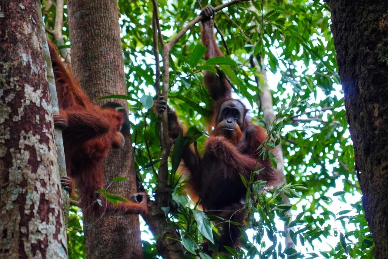 Sumatra Orangutan Discovery Villa Bukit Lawang Zewnętrze zdjęcie