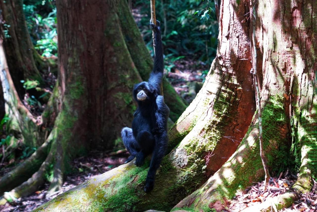 Sumatra Orangutan Discovery Villa Bukit Lawang Zewnętrze zdjęcie